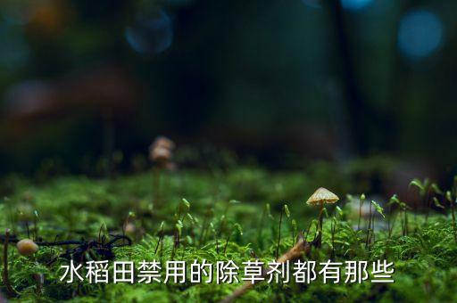 水田用什么農(nóng)藥種不了玉米