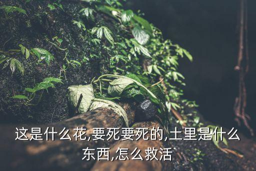 農(nóng)藥金尊都有什么作用