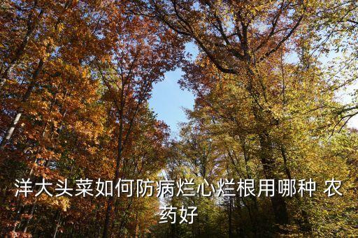 洋大頭菜如何防病爛心爛根用哪種 農(nóng)藥好