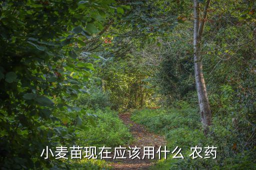  小麥苗現在應該用什么 農藥