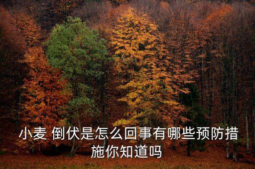  小麥 倒伏是怎么回事有哪些預防措施你知道嗎