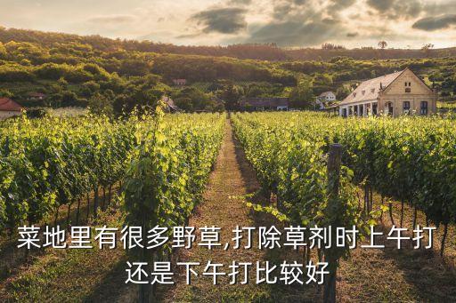 菜地里有很多野草,打除草劑時上午打還是下午打比較好