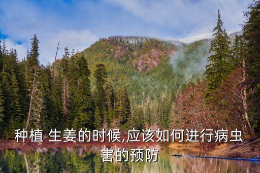 種植 生姜的時候,應該如何進行病蟲害的預防