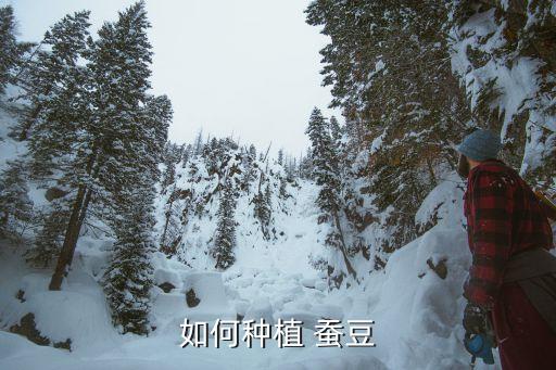 如何種植 蠶豆