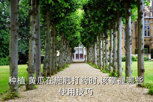,黃瓜移栽后首先打什么農藥