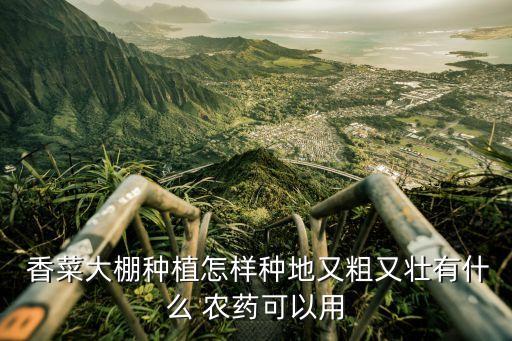  香菜大棚種植怎樣種地又粗又壯有什么 農藥可以用