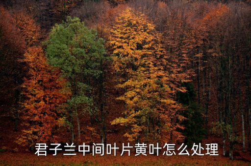  君子蘭中間葉片黃葉怎么處理