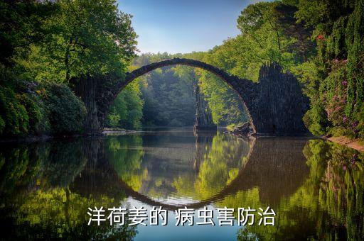 生姜病蟲用什么農(nóng)藥,生姜用什么農(nóng)藥防治最好