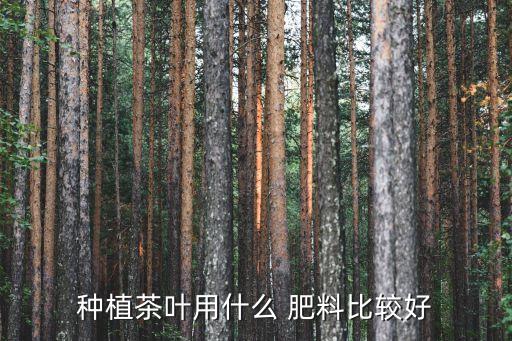 種植茶葉用什么 肥料比較好
