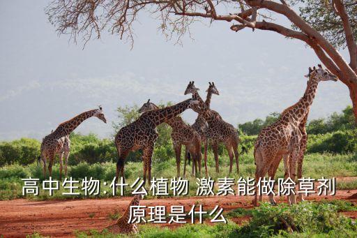 什么農藥是激素,大棚草莓農藥激素很多嗎