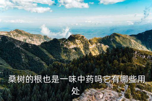  桑樹的根也是一味中藥嗎它有哪些用處