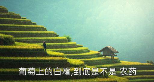  葡萄上的白霜,到底是不是 農藥