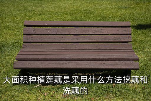 大面積種植蓮藕是采用什么方法挖藕和洗藕的