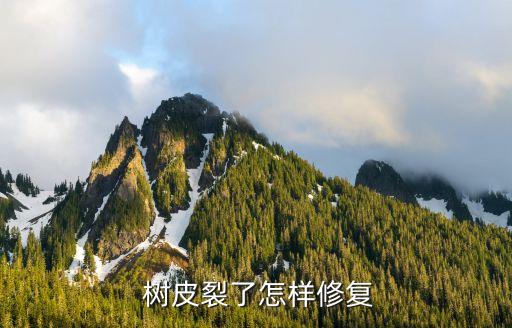 樹干樹皮脫落用什么農藥,樹皮薄片狀脫落,可以觀賞樹干