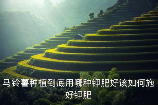 馬鈴薯種植到底用哪種鉀肥好該如何施好鉀肥