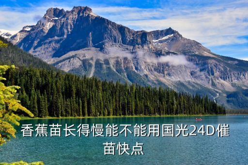 香蕉苗打什么農藥,香蕉會不會打農藥