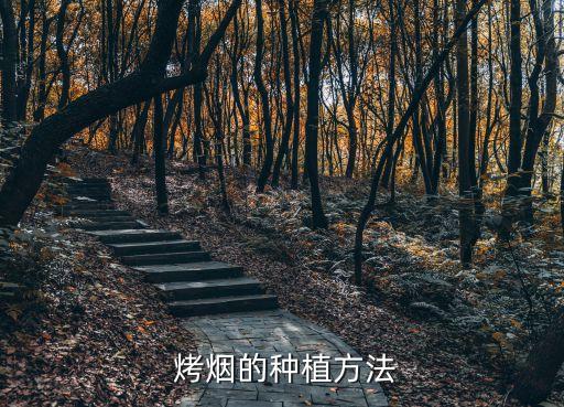  烤煙的種植方法