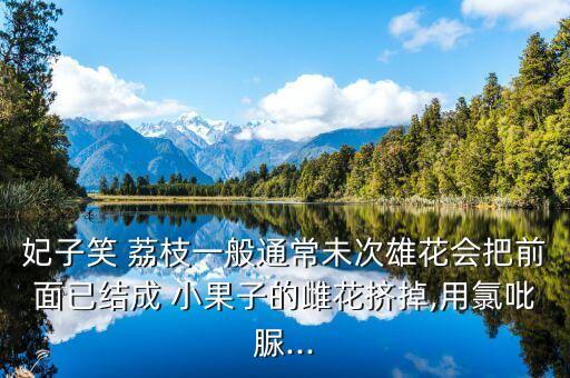 妃子笑 荔枝一般通常未次雄花會(huì)把前面已結(jié)成 小果子的雌花擠掉,用氯吡脲...
