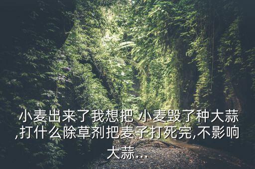  小麥出來了我想把 小麥毀了種大蒜,打什么除草劑把麥子打死完,不影響大蒜...