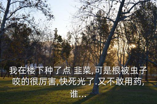 我在樓下種了點 韭菜,可是根被蟲子咬的很厲害,快死光了.又不敢用藥,誰...