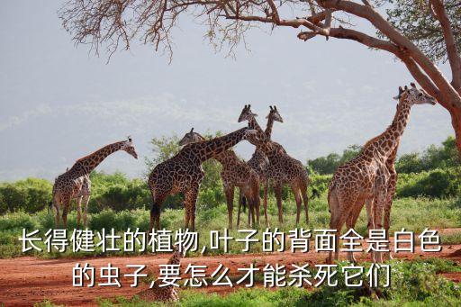 長粉蚧用什么農藥,什么農藥能代替六六粉