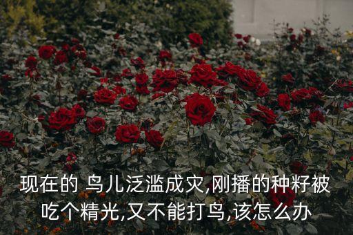 現(xiàn)在的 鳥兒泛濫成災(zāi),剛播的種籽被吃個(gè)精光,又不能打鳥,該怎么辦