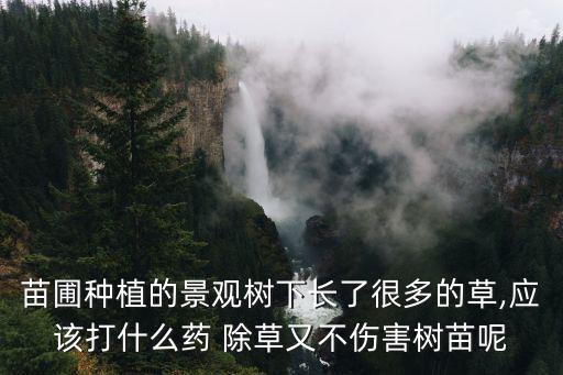 院子長樹用什么農藥除草,院子里種什么樹長得快
