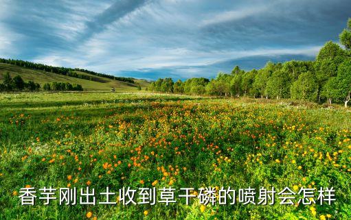  香芋剛出土收到草干磷的噴射會怎樣