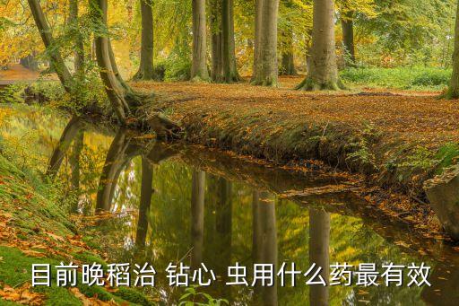 目前晚稻治 鉆心 蟲用什么藥最有效