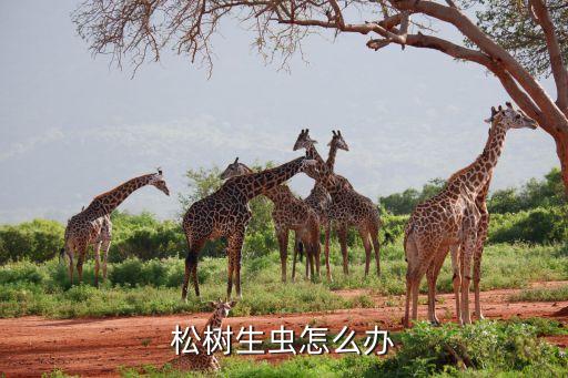 松樹生蟲怎么辦