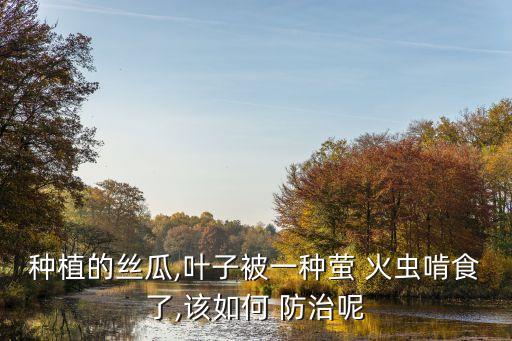 種植的絲瓜,葉子被一種螢 火蟲啃食了,該如何 防治呢