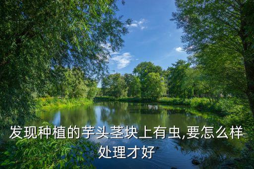 發現種植的芋頭莖塊上有蟲,要怎么樣處理才好