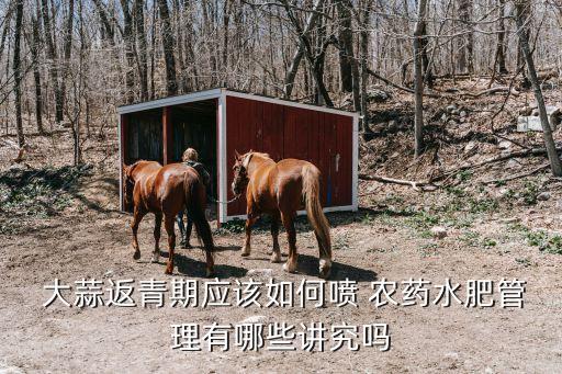  大蒜返青期應(yīng)該如何噴 農(nóng)藥水肥管理有哪些講究嗎
