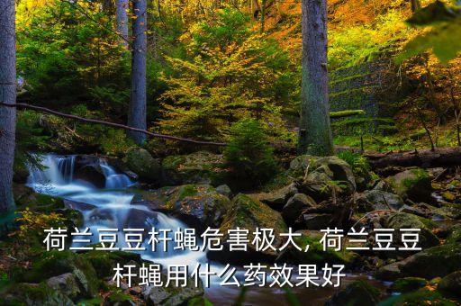 荷蘭豆農(nóng)藥有什么功效,吃荷蘭豆有什么功效