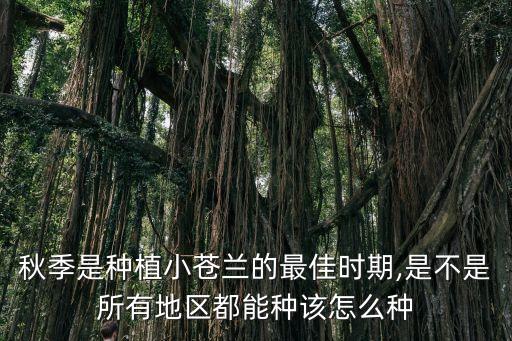 秋季是種植小蒼蘭的最佳時(shí)期,是不是所有地區(qū)都能種該怎么種