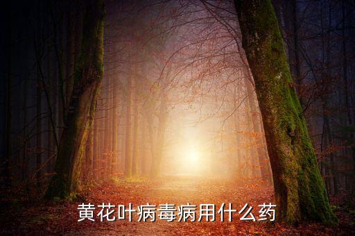 黃花葉病毒病用什么藥
