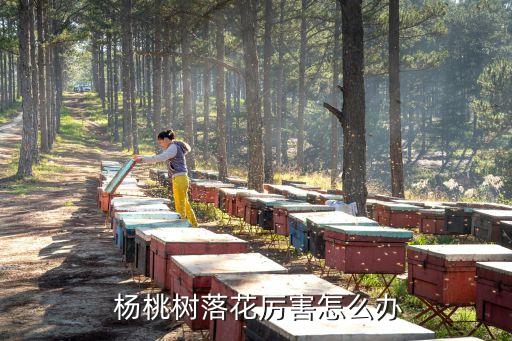 種楊桃用什么農藥好些,楊桃要噴什么農藥