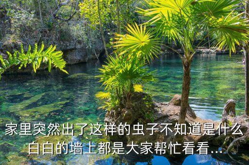 家里突然出了這樣的蟲子不知道是什么白白的墻上都是大家幫忙看看...