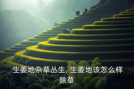  生姜地雜草叢生, 生姜地該怎么樣除草