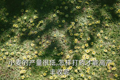  小麥的產量很低,怎樣打藥才能高產豐收呢
