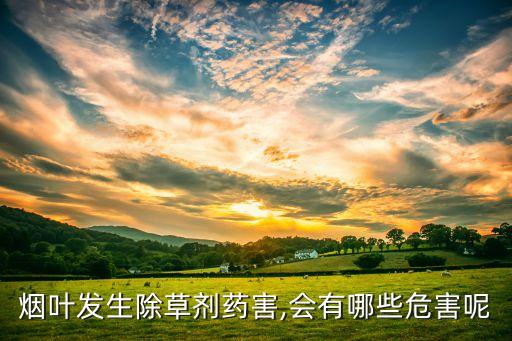 煙葉發生除草劑藥害,會有哪些危害呢