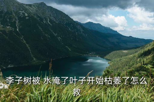 李子樹被 水淹了葉子開始枯萎了怎么救