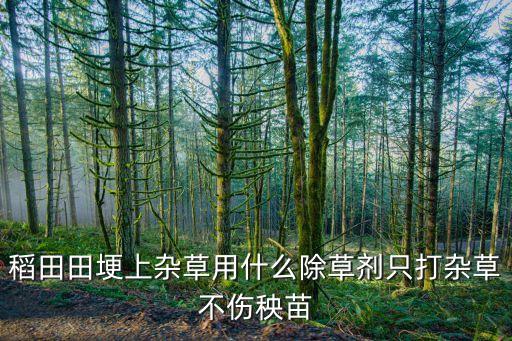 水稻養(yǎng)花打什么農(nóng)藥好,養(yǎng)花用什么農(nóng)藥好