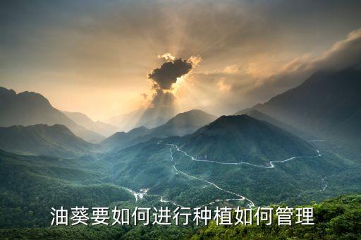 油葵要如何進行種植如何管理