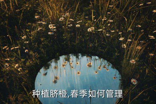 種植臍橙,春季如何管理