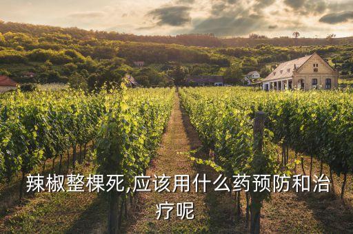  辣椒整棵死,應該用什么藥預防和治療呢