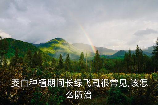茭白除蟲用什么農(nóng)藥,除蟲什么農(nóng)藥最好