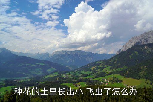 種花的土里長出小 飛蟲了怎么辦