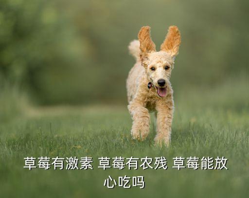 草莓農藥殘留為什么多,怎么洗草莓能把農藥殘留洗掉