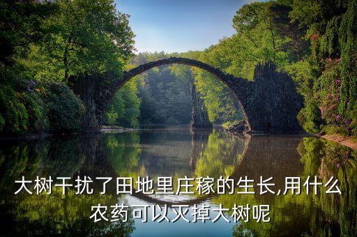 大樹(shù)干擾了田地里莊稼的生長(zhǎng),用什么 農(nóng)藥可以滅掉大樹(shù)呢